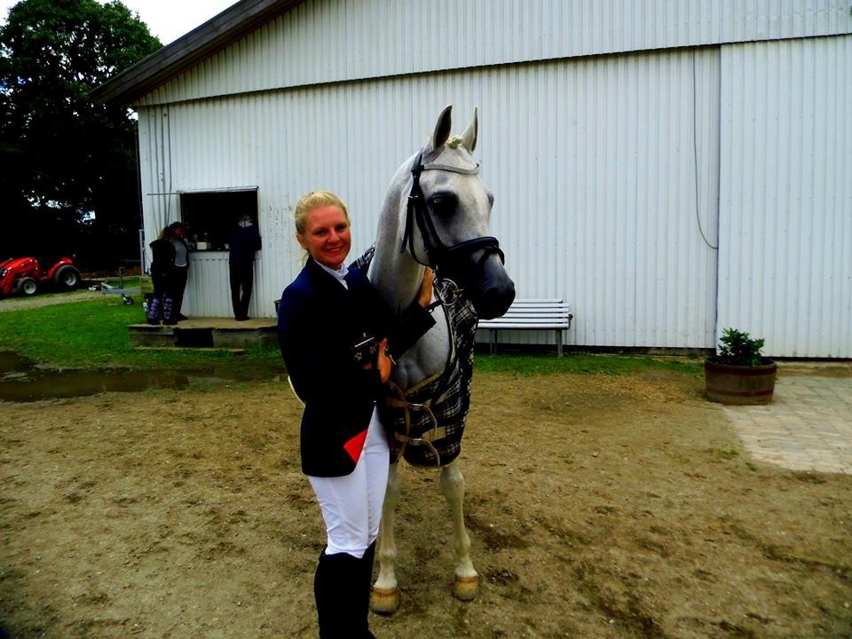 Arabisk fuldblod (OX) Emrod billede 16