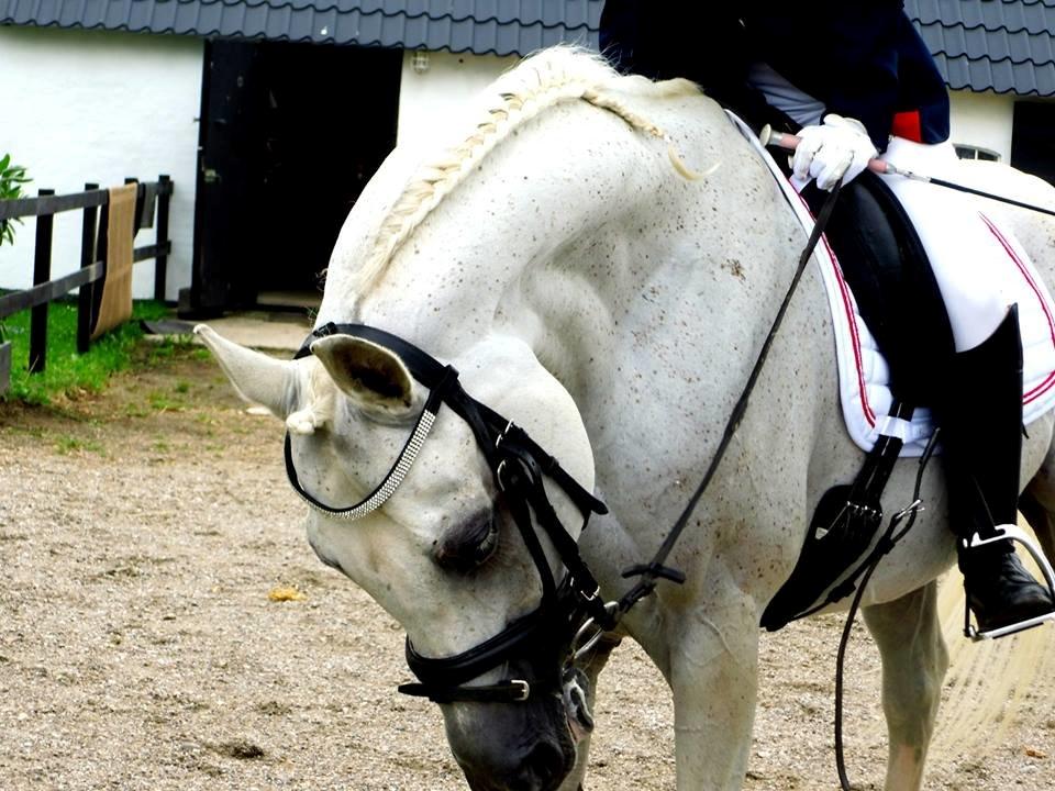 Arabisk fuldblod (OX) Emrod billede 17