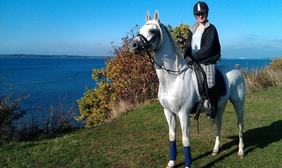 Arabisk fuldblod (OX) Emrod billede 19