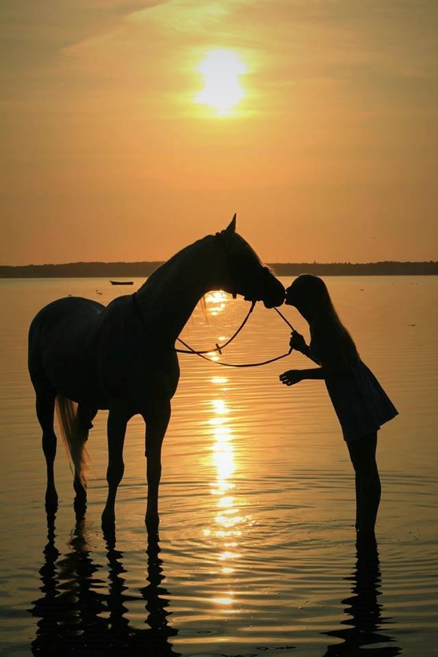 Arabisk fuldblod (OX) Emrod billede 1