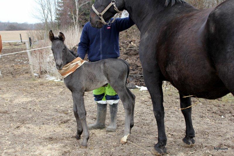 Oldenborg Sjamajka Nyholm billede 16