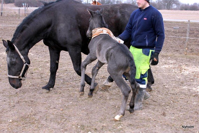 Oldenborg Sjamajka Nyholm billede 17