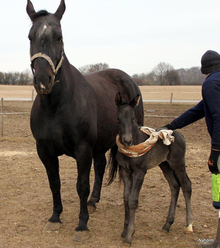 Oldenborg Sjamajka Nyholm billede 18