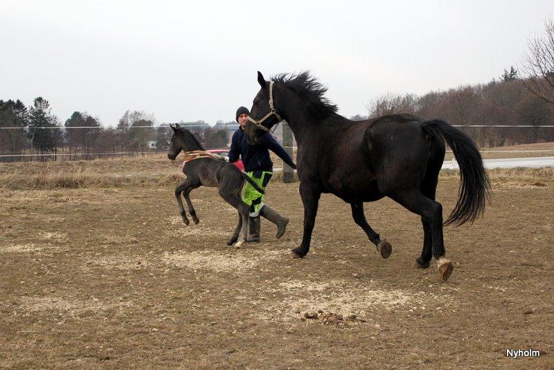 Oldenborg Sjamajka Nyholm billede 19