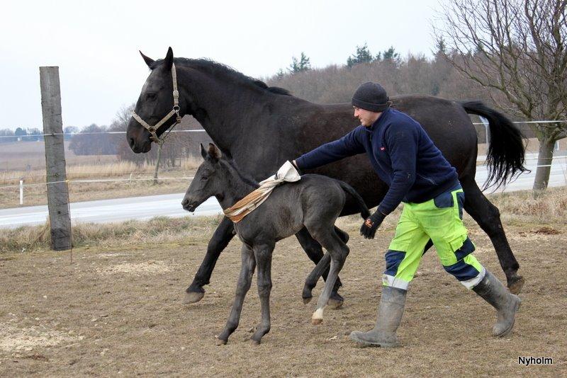 Oldenborg Sjamajka Nyholm billede 20