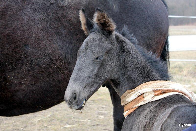 Oldenborg Sjamajka Nyholm billede 21