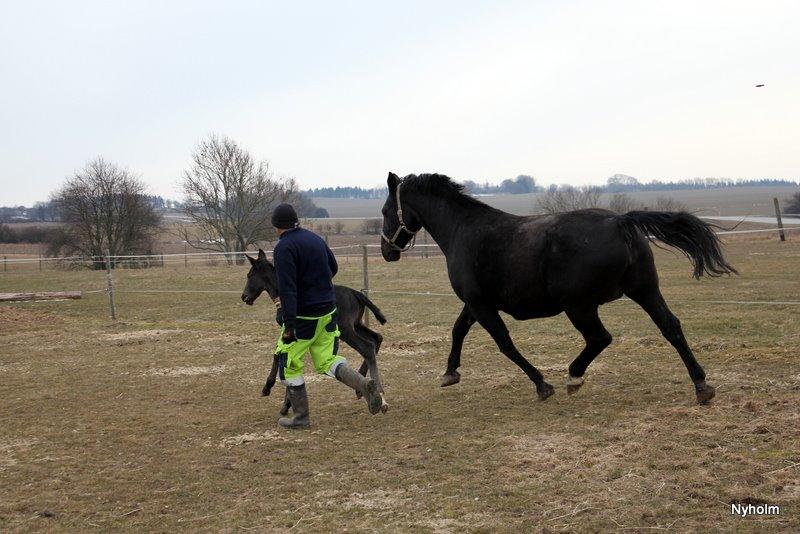 Oldenborg Sjamajka Nyholm billede 22
