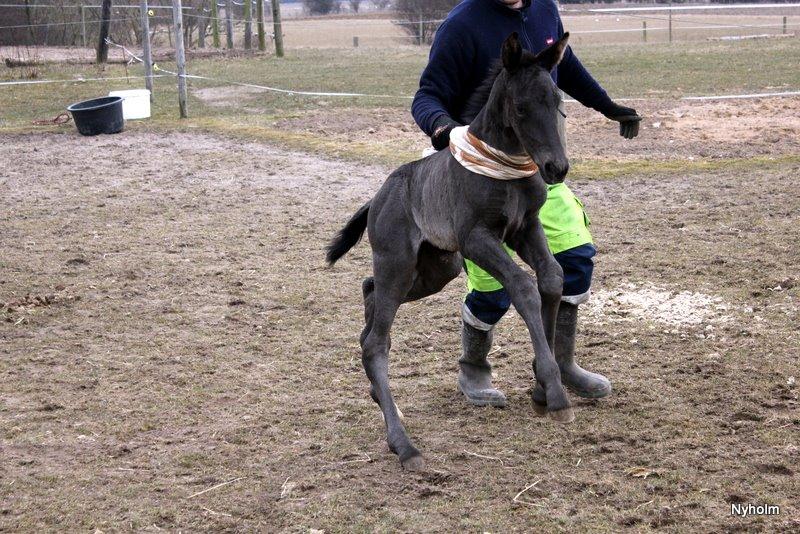 Oldenborg Sjamajka Nyholm billede 23
