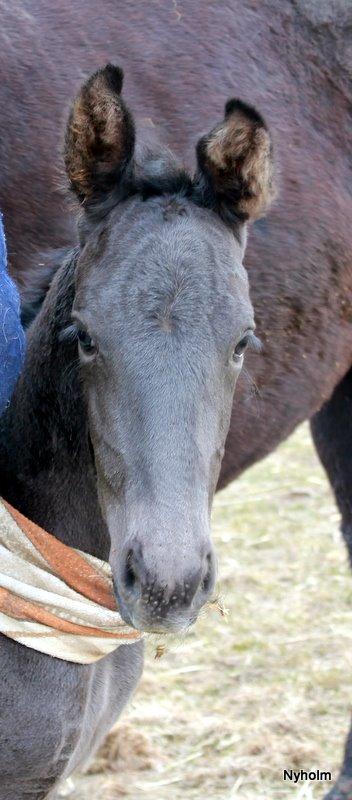 Oldenborg Sjamajka Nyholm billede 24