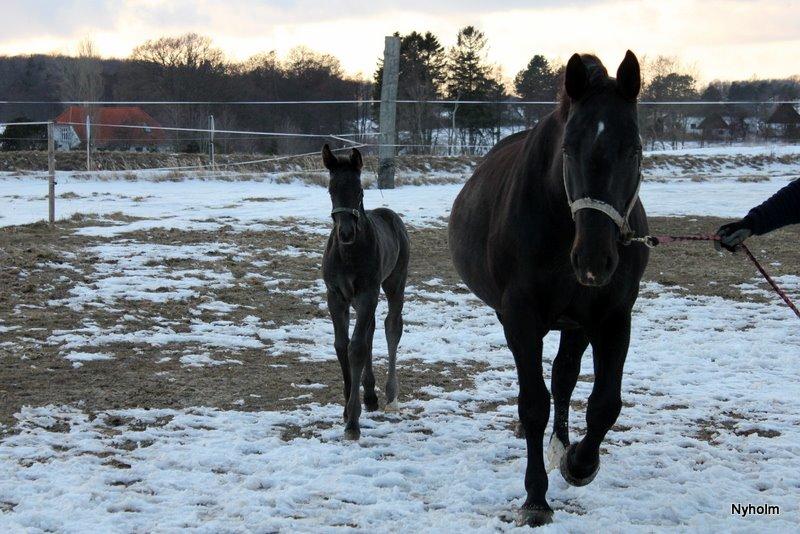 Oldenborg Sjamajka Nyholm billede 25
