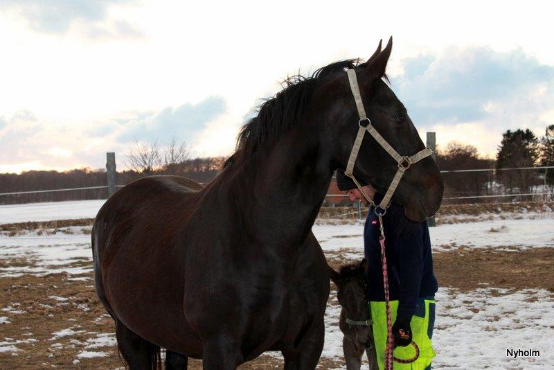 Oldenborg Sjamajka Nyholm billede 26