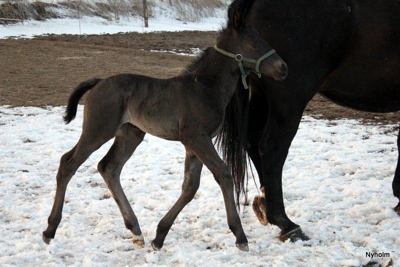 Oldenborg Sjamajka Nyholm billede 27