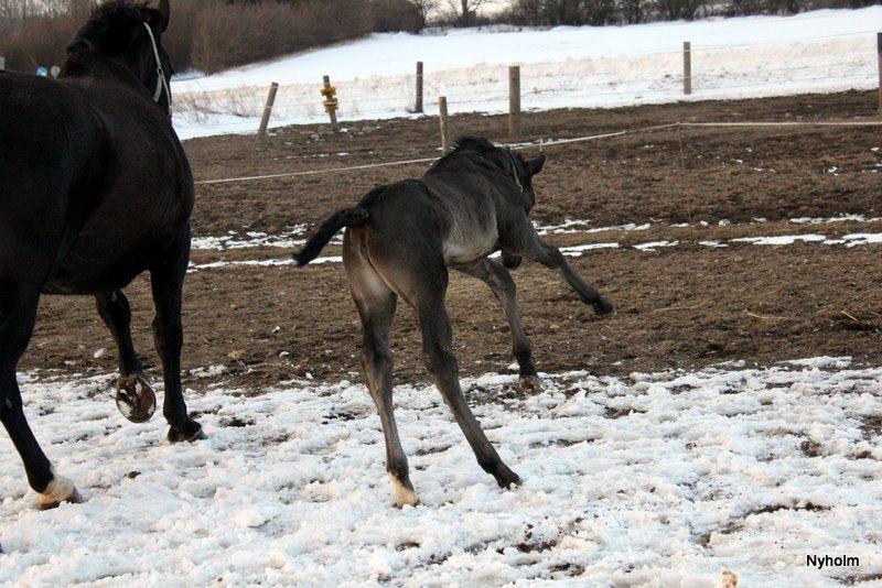 Oldenborg Sjamajka Nyholm billede 28