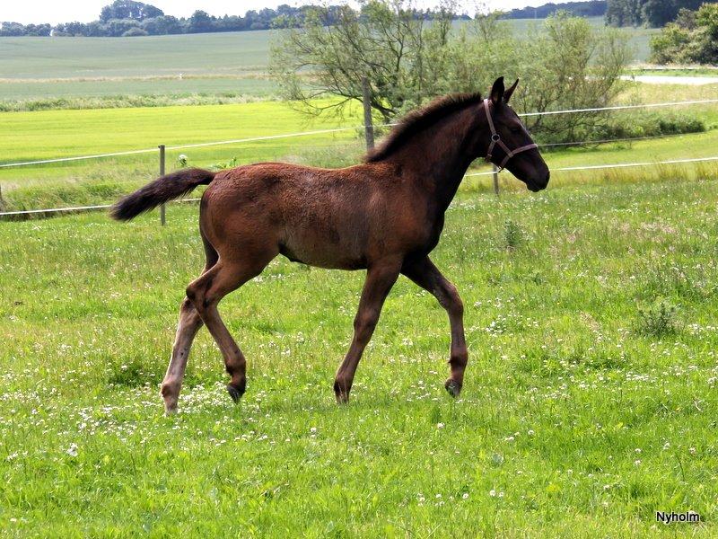 Oldenborg Sjamajka Nyholm billede 29