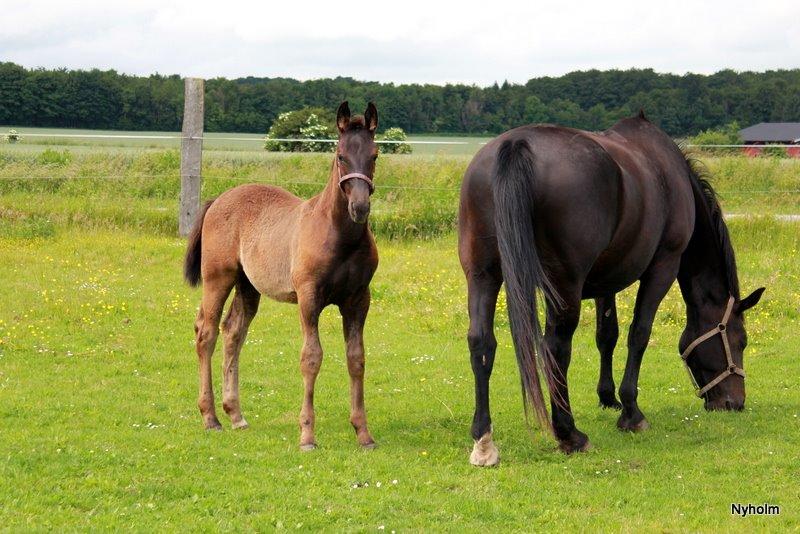 Oldenborg Sjamajka Nyholm billede 31