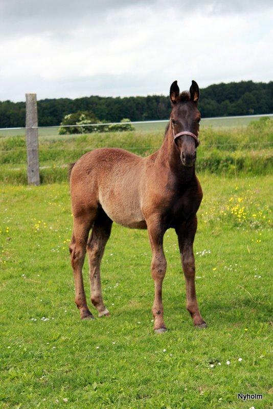 Oldenborg Sjamajka Nyholm billede 32