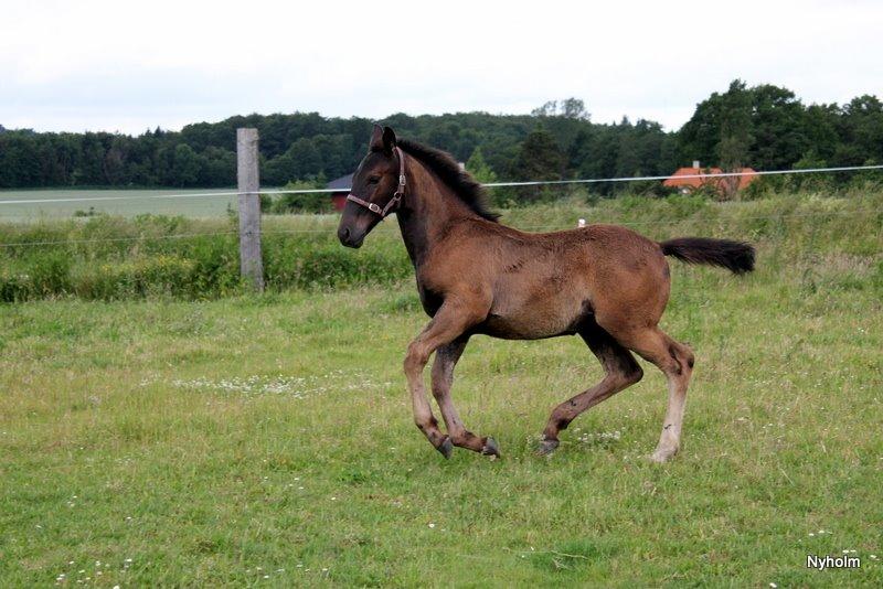 Oldenborg Sjamajka Nyholm billede 33