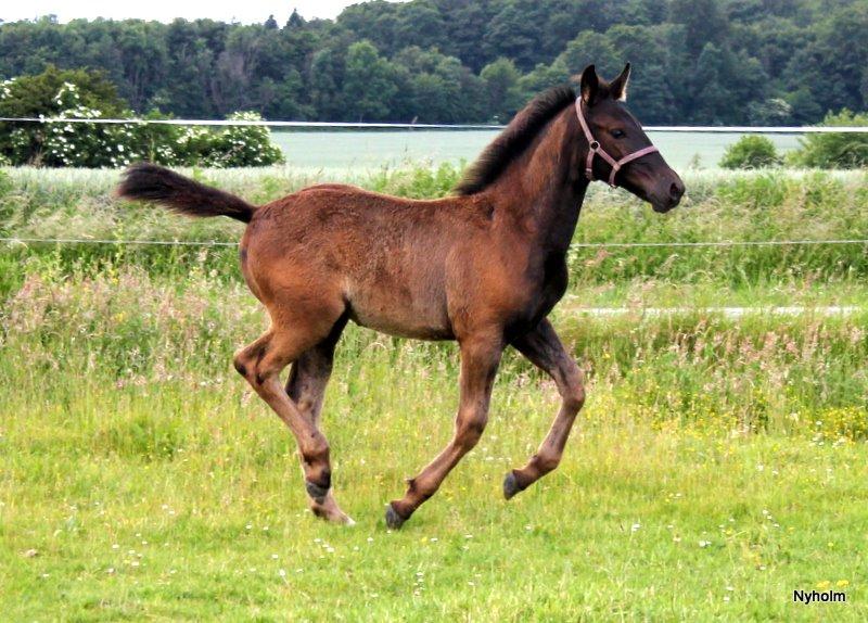 Oldenborg Sjamajka Nyholm billede 34