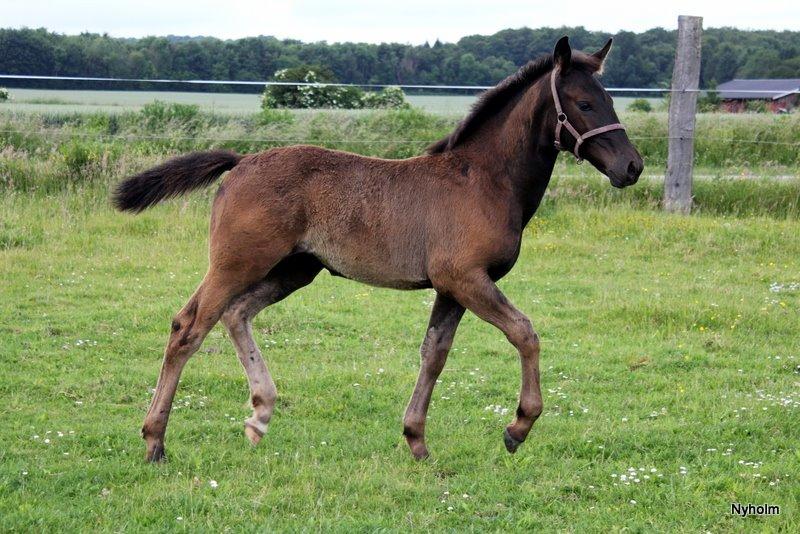 Oldenborg Sjamajka Nyholm billede 35