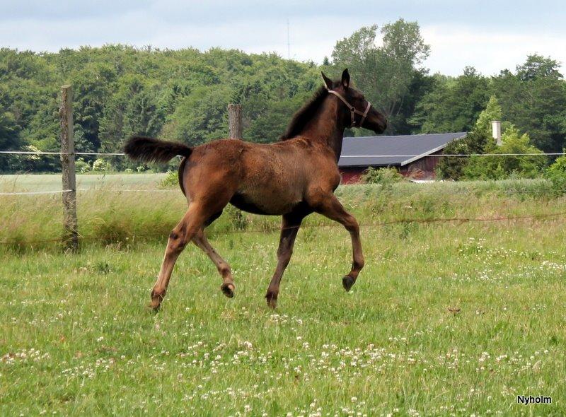 Oldenborg Sjamajka Nyholm billede 15