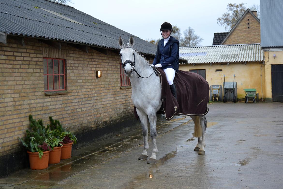Dansk Varmblod Årup Mølles Lancóme - Holdmesterskab i Dressur 2013 billede 5