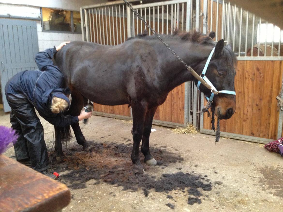 Connemara Egevangens Bailey billede 8