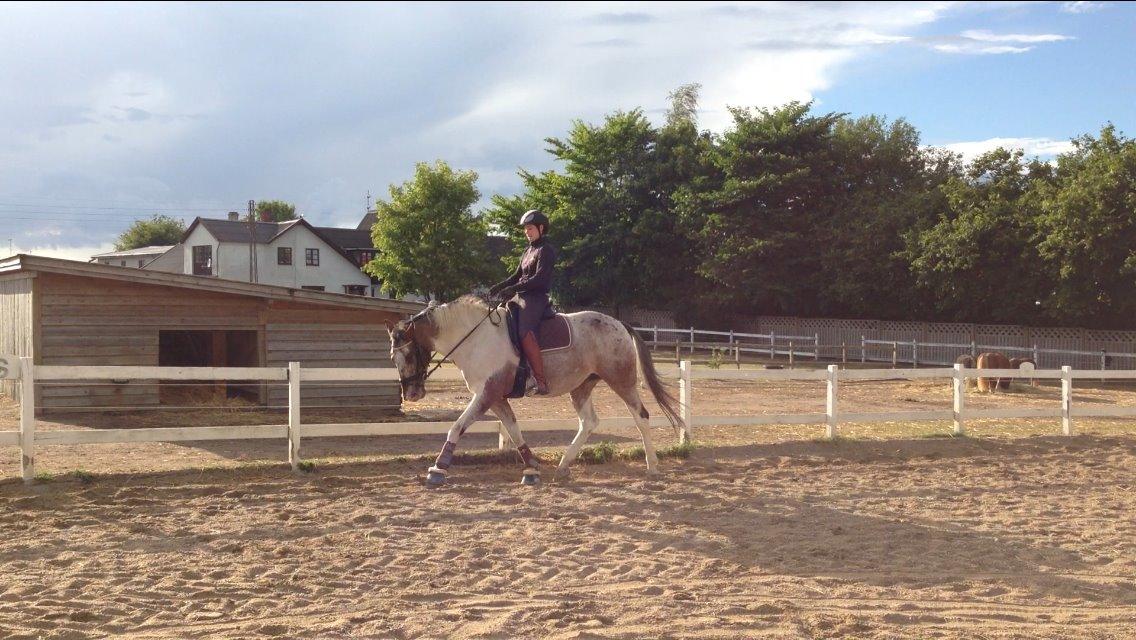 Pinto Isabella Klejs billede 17