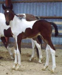 Pinto Isabella Klejs - Min prinsesse som baby <3 billede 19