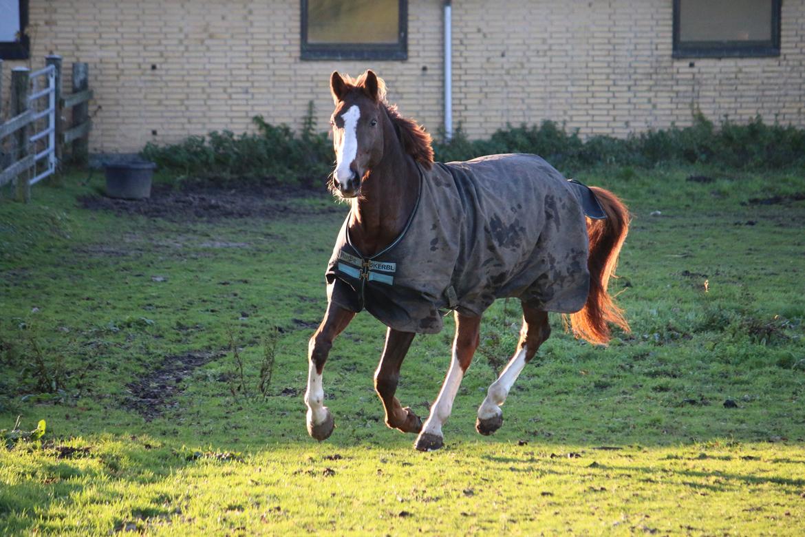 Belgisk varmblod D´Amour V/H Dennenhof - Foto : Mig billede 44