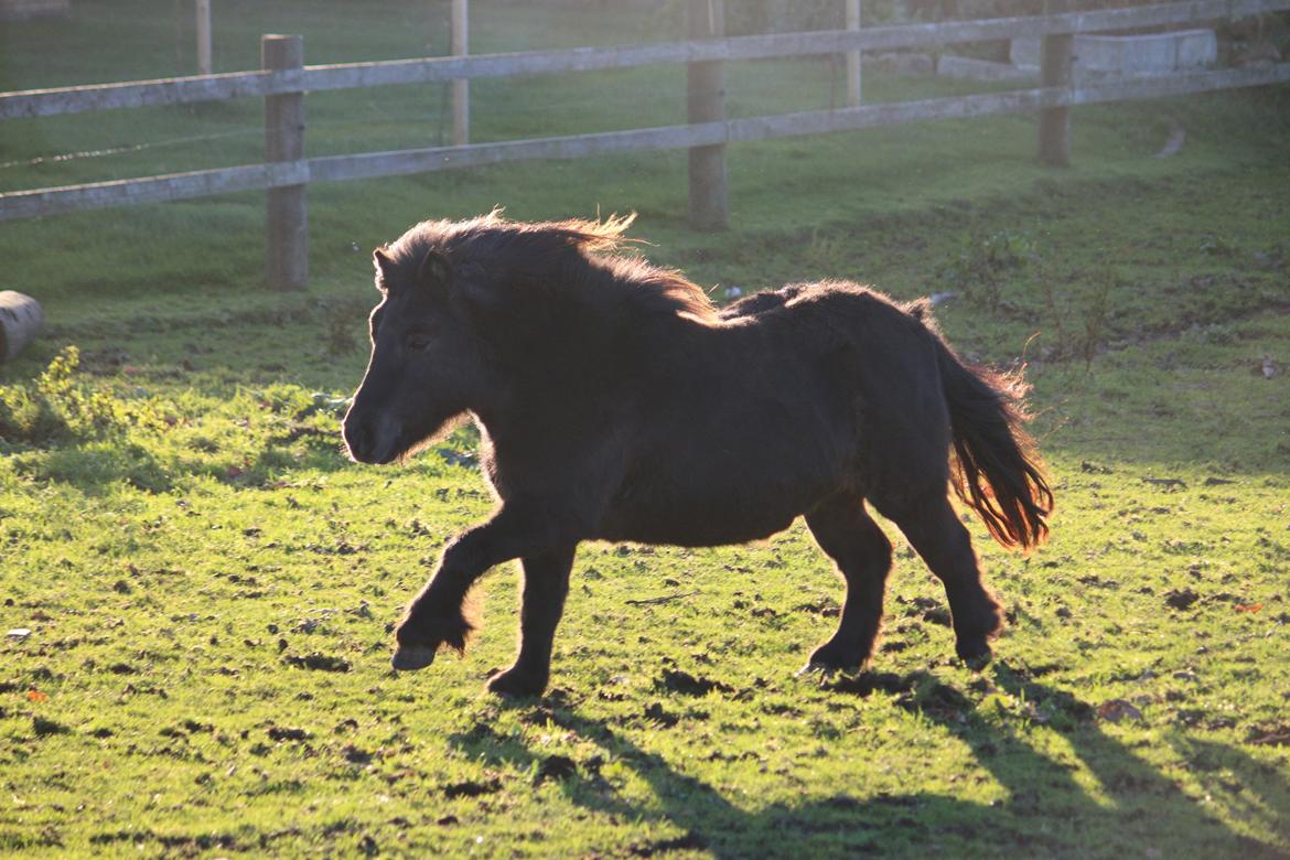 Shetlænder Lise billede 21