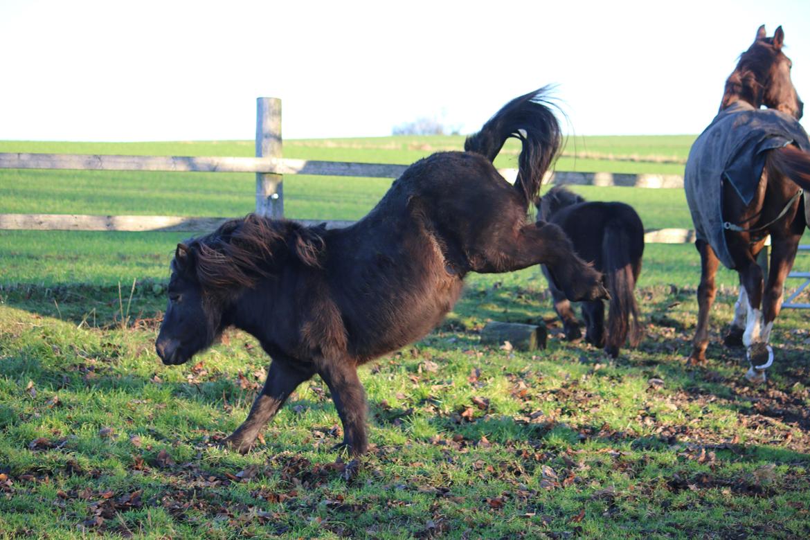 Shetlænder Lise billede 22