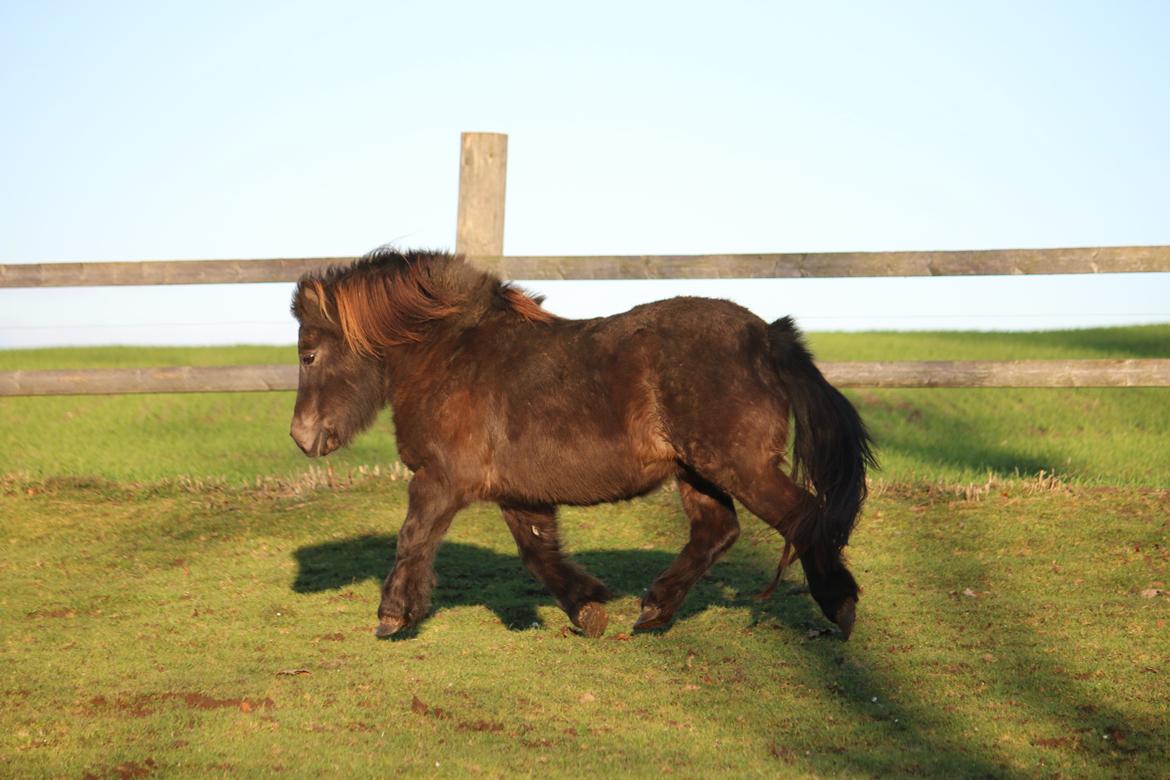 Shetlænder Lise billede 23