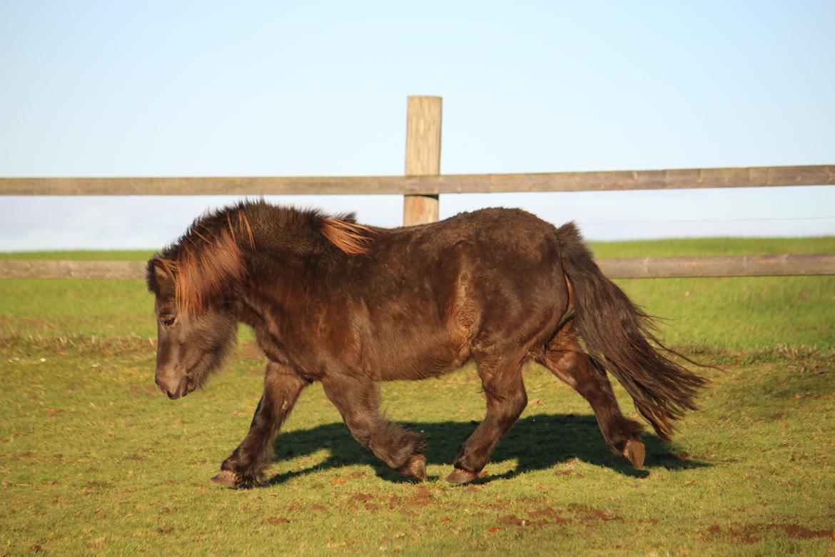 Shetlænder Lise billede 24
