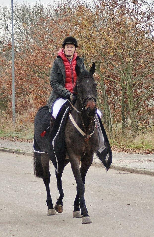 Dansk Varmblod Casino Royale SOLGT billede 22