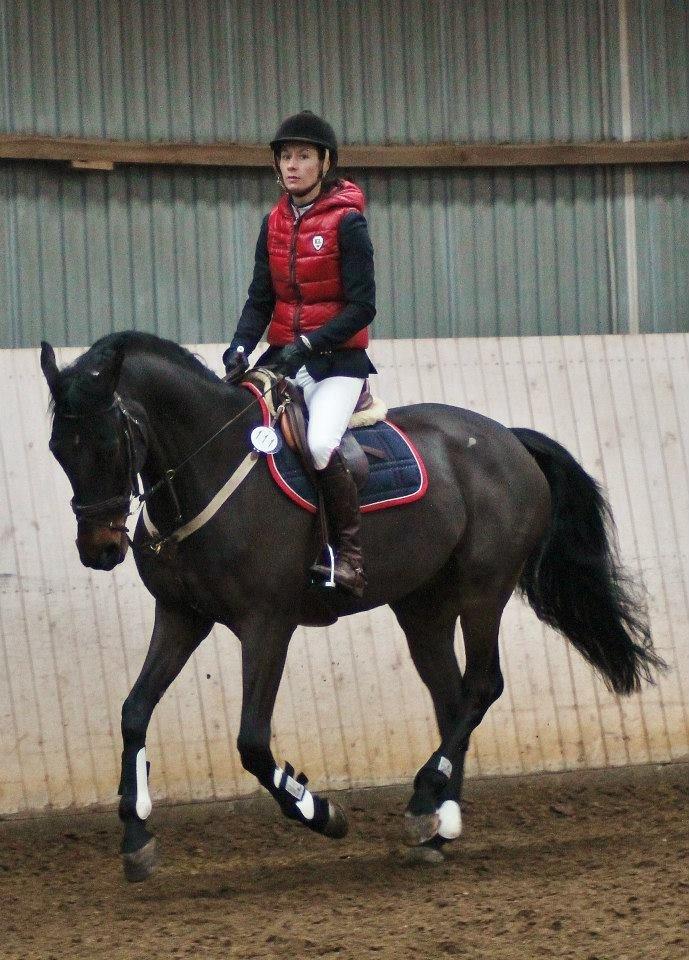 Dansk Varmblod Casino Royale SOLGT billede 27