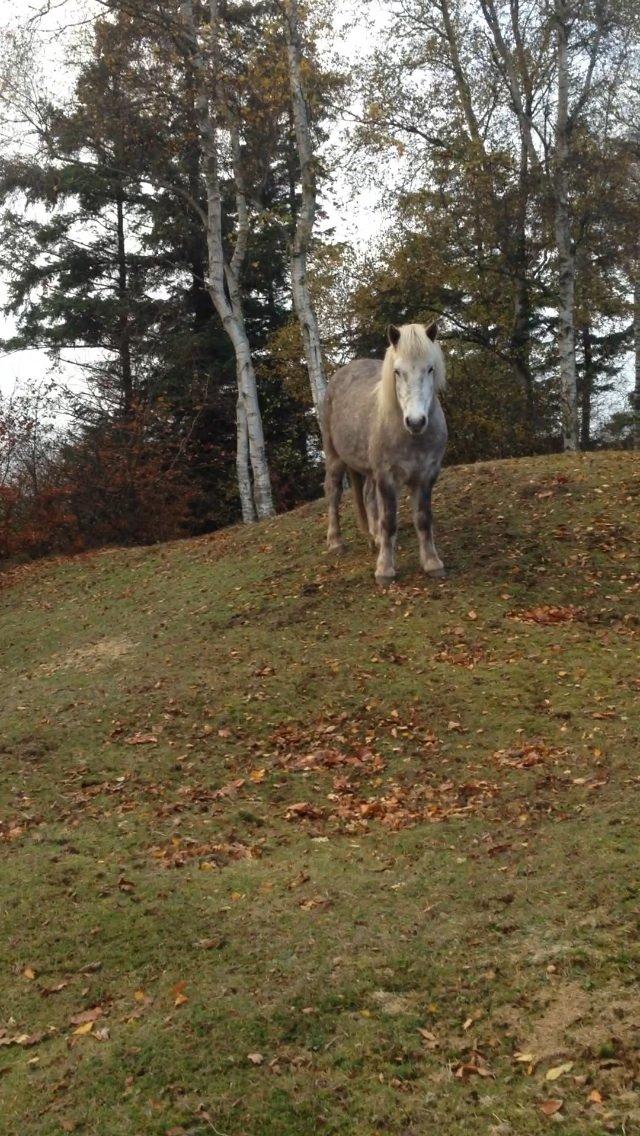 Islænder Gustur billede 31