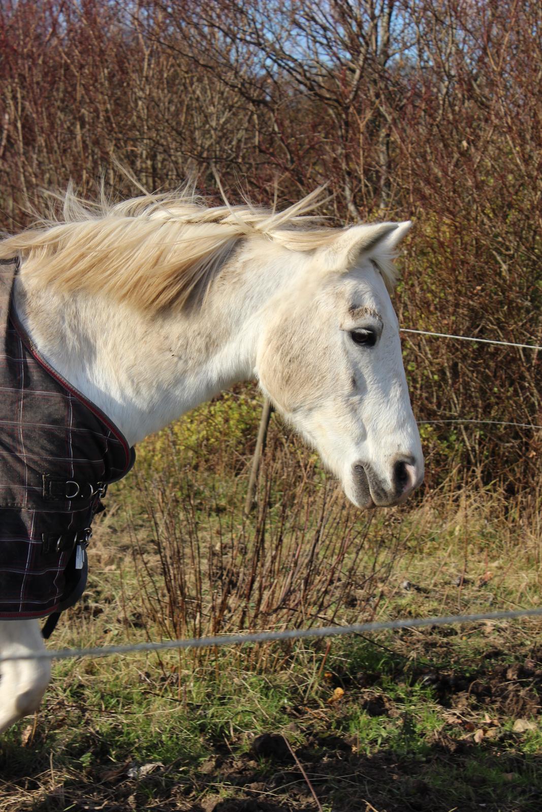 Anden særlig race Boss billede 10