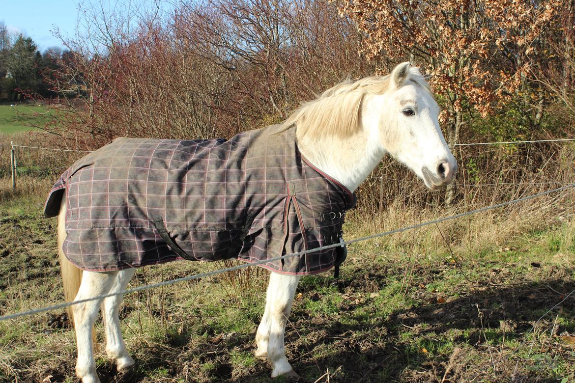 Anden særlig race Boss billede 11