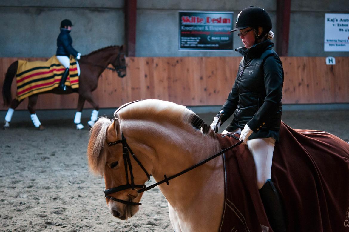 Fjordhest Campari aka. Nullergøjser<3 - Opvarmning til Diamantstævne på Lykkeshøj <3 Foto: Melissa Alice Semkuruto Larsen ( svigerinde ) billede 1