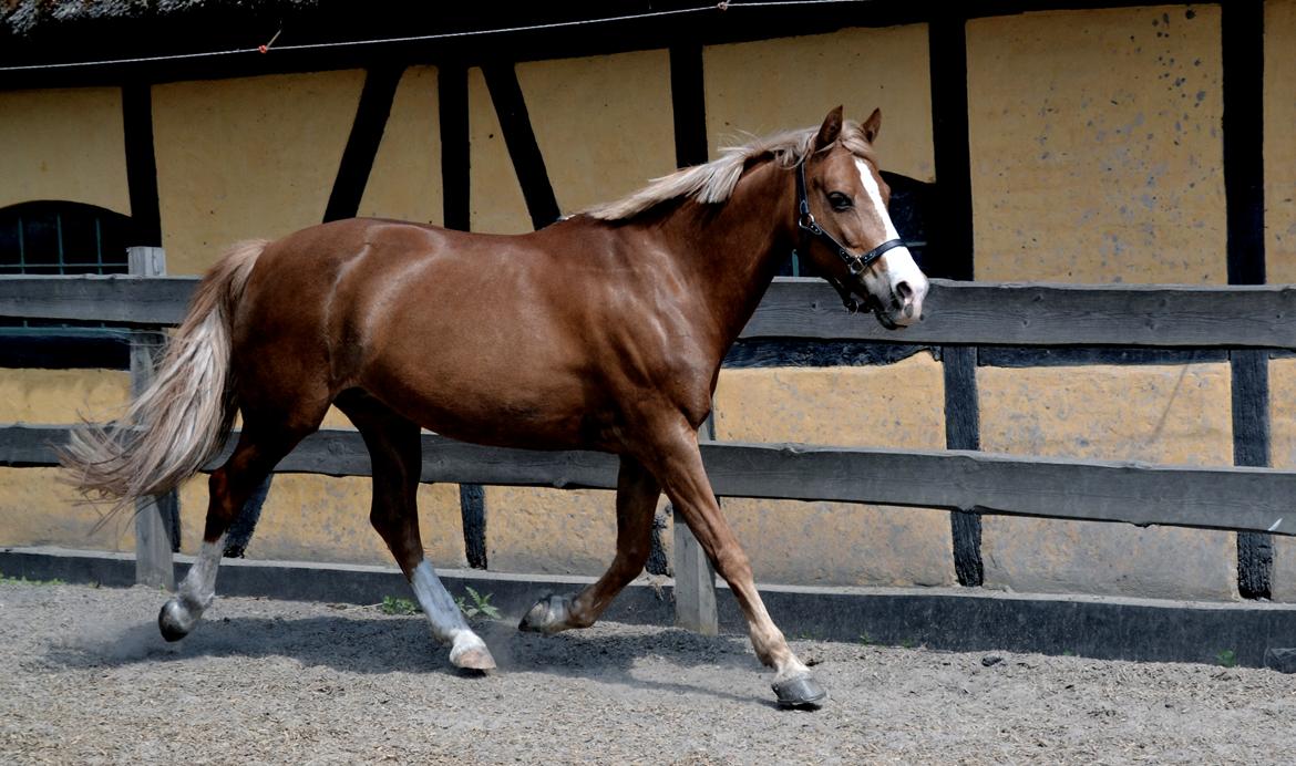 New Forest Indian Princess billede 4