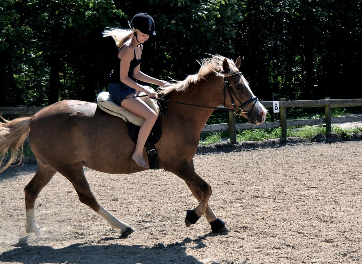 New Forest Indian Princess billede 8