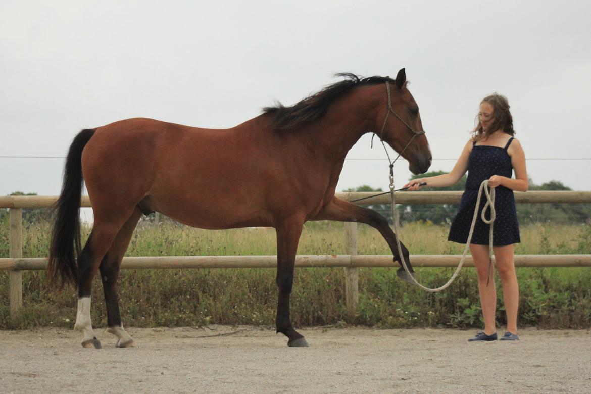 Anden særlig race Atento M.A.T.C.H - Lækker hest der. - August 2013. billede 20