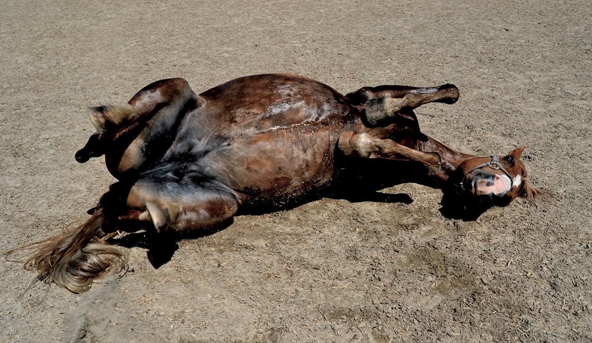 New Forest Indian Princess billede 3