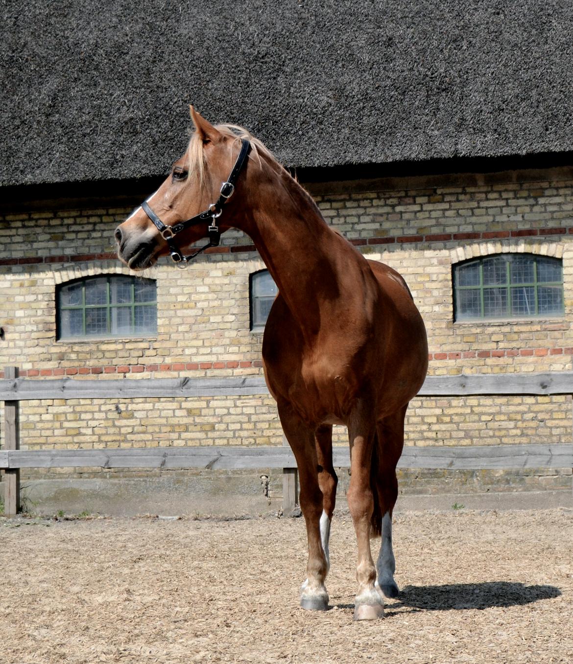 New Forest Indian Princess billede 12