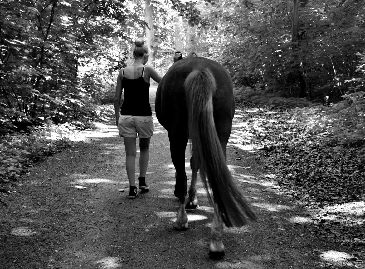 New Forest Indian Princess billede 14