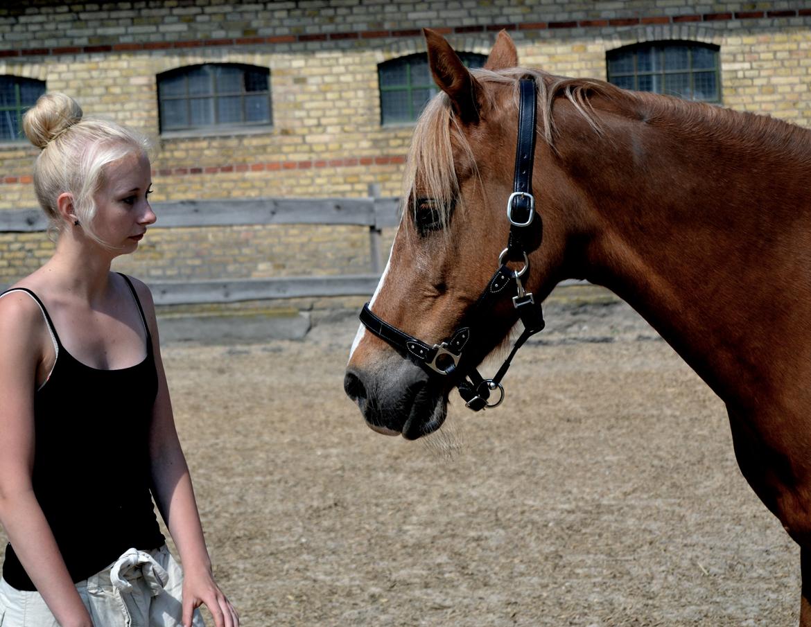 New Forest Indian Princess billede 16