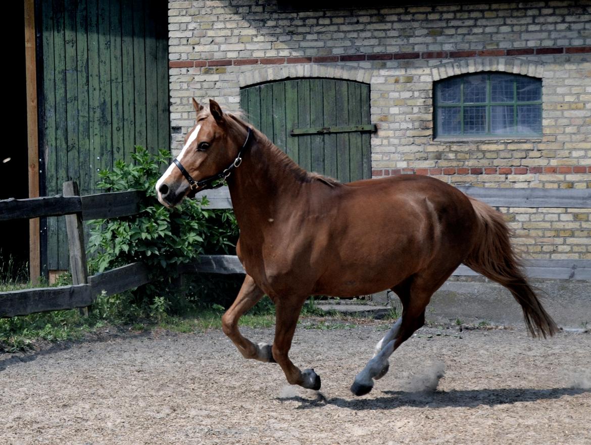 New Forest Indian Princess billede 11