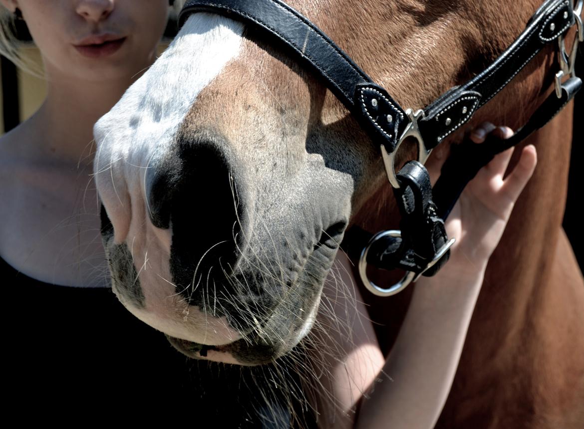 New Forest Indian Princess billede 17