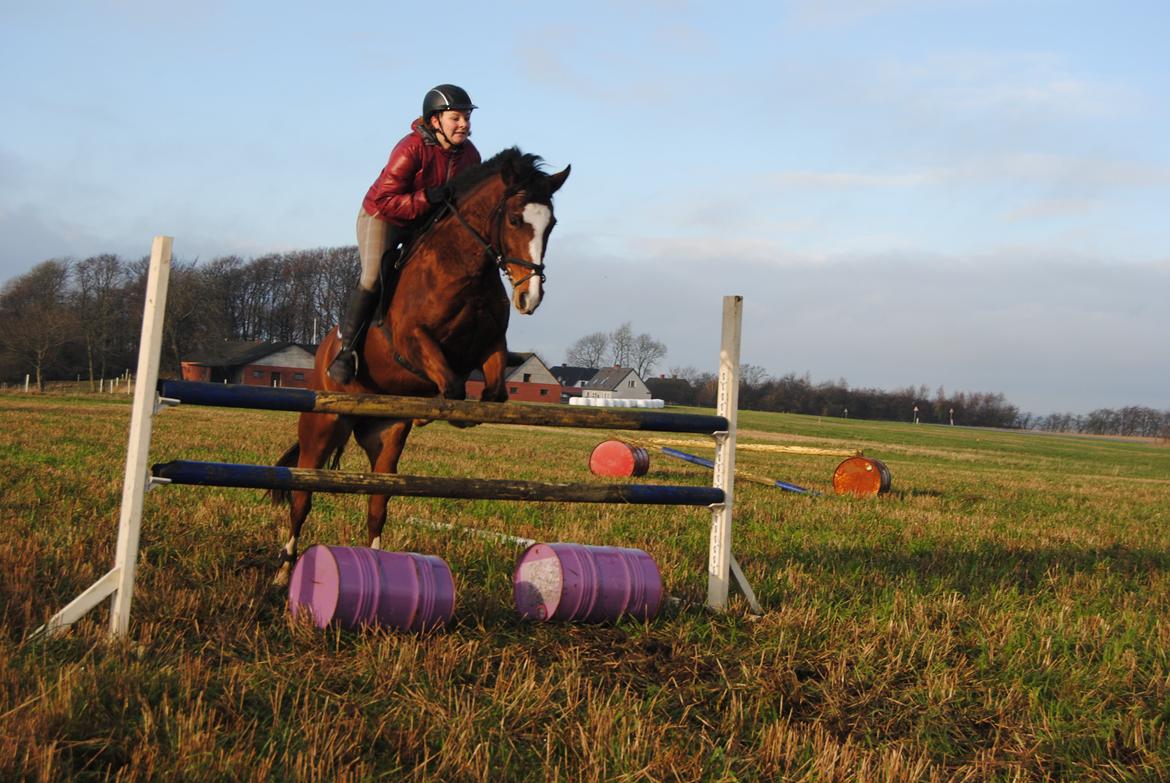 New Forest Glerupgaard´s Tabita. - Træning springer 110cm  billede 13