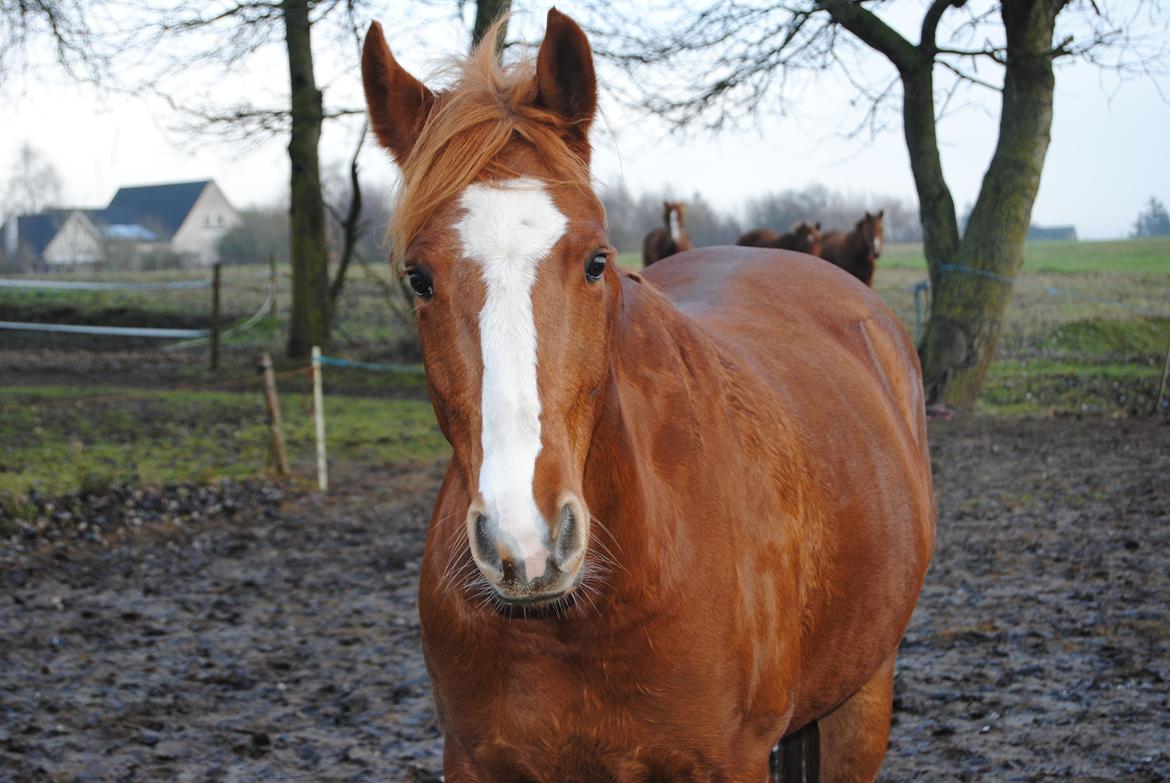 DSP Glerupgaard´s Weis - Weis drengen 

 billede 4